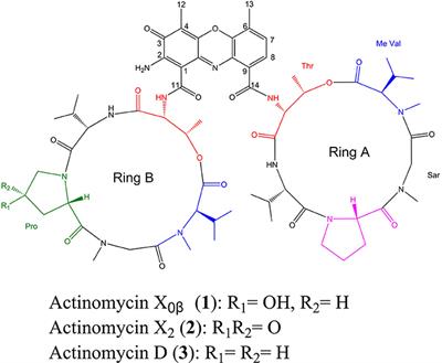 Identification, Bioactivity, and Productivity of Actinomycins from the Marine-Derived Streptomyces heliomycini